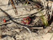 Drosera australis