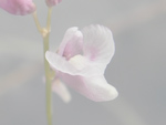 Utricularia benjaminiana - Blüte