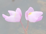 Utricularia myriocista - Blüte