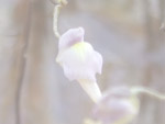 Utricularia viscosa - Blüte