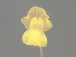 Utricularia radiata - Blüte