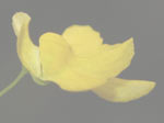 Utricularia triloba - Blüte