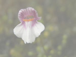Utricularia heterochroma - Blüte