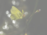 Utricularia minor - Blüte