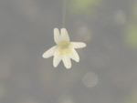 Utricularia quinquedentata - Blüte
