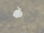 Utricularia tenuissima - Blüte