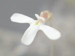 Utricularia georgei - Blüte