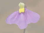 Utricularia benthamii - Blüten