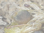 Utricularia benthamii - Fangblase