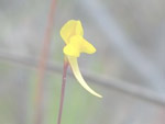 Utricularia lloydii - Blüte