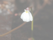 Utricularia fistulosa - Blüte