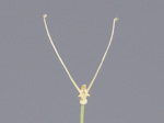 Utricularia antennifera - Blüte