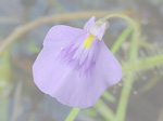 Utricularia hamiltonii - Blüte
