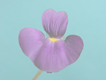 Utricularia singeriana - Blüte