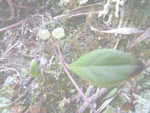 Utricularia unifolia