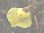 Utricularia bremii - Blüte