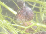 Utricularia dimorphanta - Fangblase