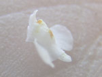 Utricularia hintonii - Blüte