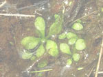 Utricularia huntii