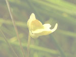 Utricularia huntii - Blüte