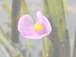 Utricularia hydrocarpa - Blüte