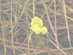 Utricularia reflexa - Blüte