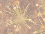 Utricularia benthamii