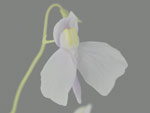 Utricularia geminiloba - Blüte