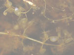 Utricularia cucullata
