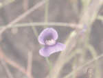 Utricularia pobeguinii - Blüte