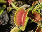 Dionaea muscipula