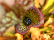 Sarracenia Hybrid