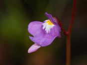 Utricularia amethystina - Blüte