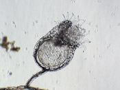 Utricularia arenaria - Fangblase