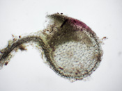 Utricularia biceps - Fangblase