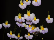 Utricularia bisquamata - Blüten