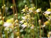 Utricularia bisquamata - Blüten