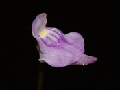 Utricularia caerulea