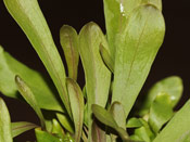 Utricularia calycifida x longifolia