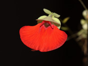 Utricularia campbelliana
