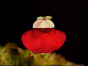 Utricularia campbelliana