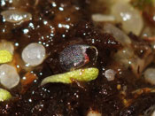 Utricularia delphinioides - Fangblase