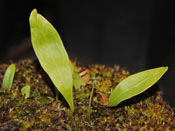 Utricularia endresii x alpina
