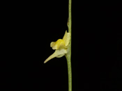 Utricularia firmula