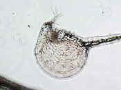 Utricularia flaccida - Fangblase