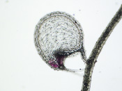 Utricularia geminiloba - Fangblase