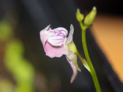 Utricularia heterosepala - Blüte