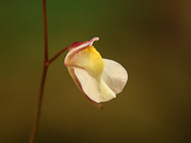Utricularia hispida - Blüte