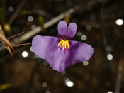 Utricularia inaequalis - Blüte