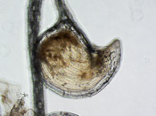 Utricularia juncea - Fangblase